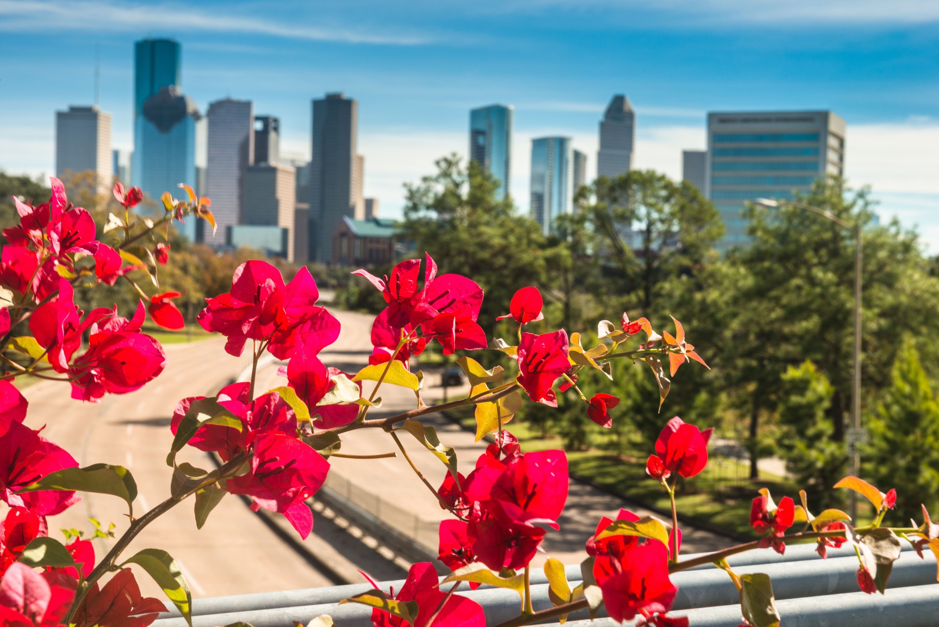 Houston skyline on spring with flower
